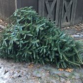 Christmas tree laying outside by a shed.