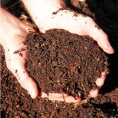 Image of hands hold dirt.