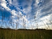 Photo of a blue ski with clouds overlooking a field with tall grasses surrounding.