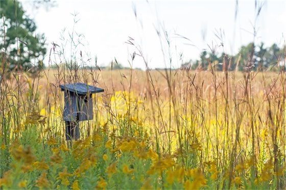 Photo of a bird house amongst tall grasses.