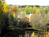 Red barn intermixed with fall colored trees.