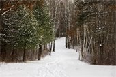 Photo of snow covered pine trees