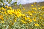 Photo of yellow flowers with a bee buzzing above them.